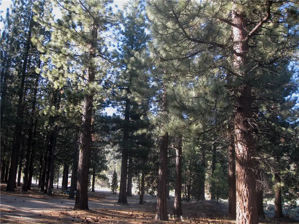 2818 Erwin Ranch Rd, Big Bear City, CA 92314 - #1