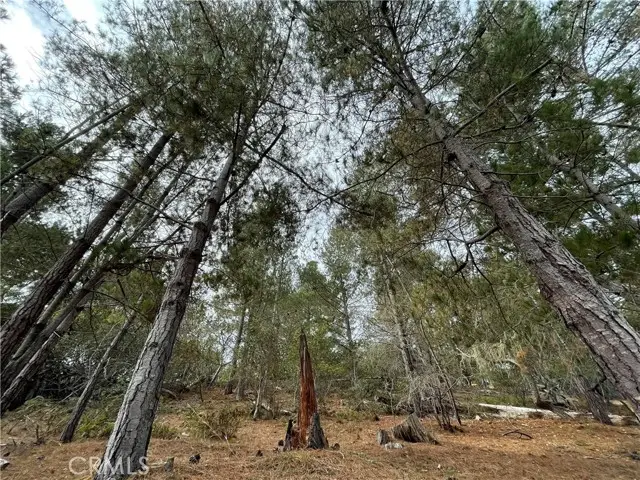 1955 Avon Avenue, Cambria, CA 93428 - #1