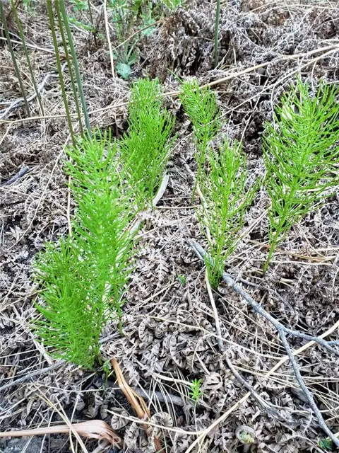 29531 Little Bear Creek Road, Cedar Glen, CA 92321 - #1