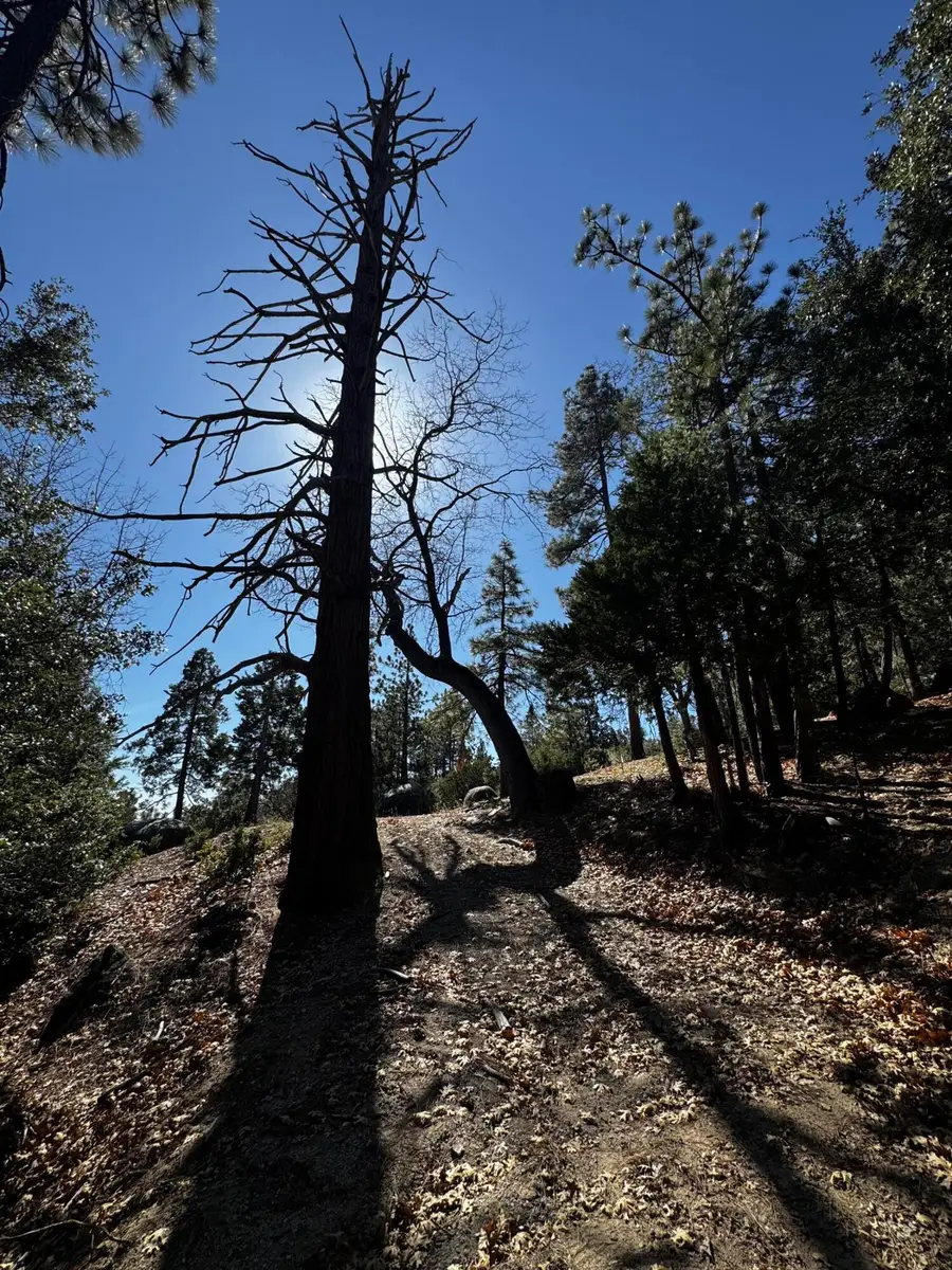 25327 Scenic View Drive, Idyllwild, CA 92549 - #2