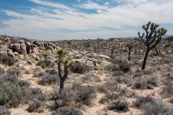 101 Hondo Street, Pioneertown, CA 92268