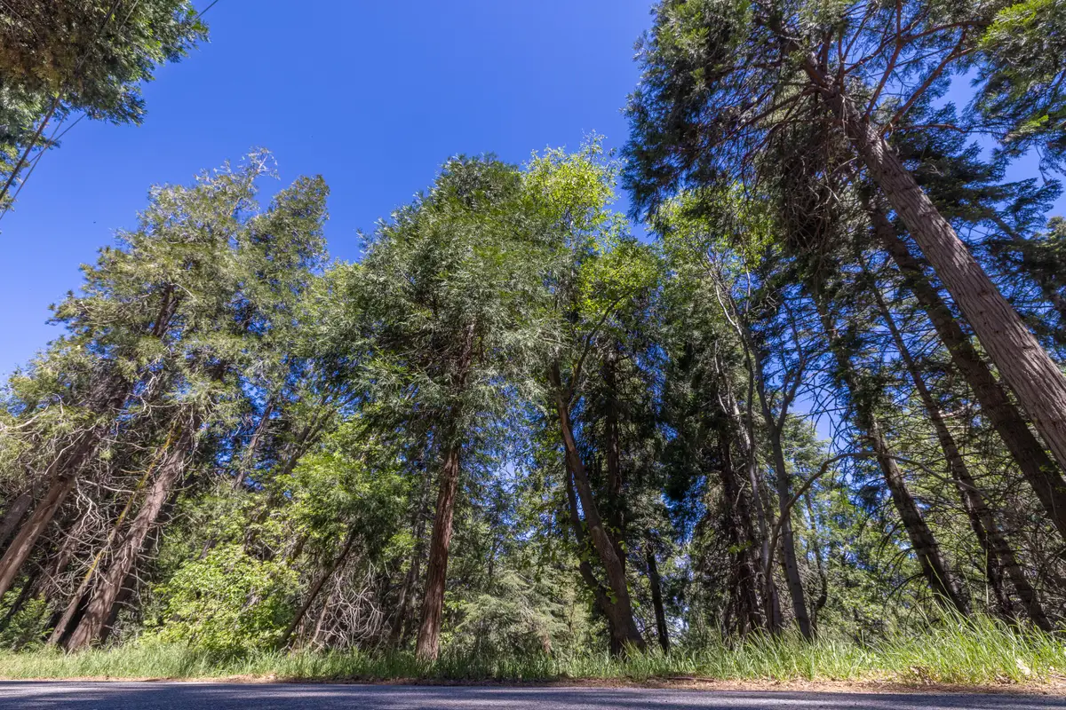 Lot 78 Cedar Pines Drive, Crestline, CA 92325 - #1