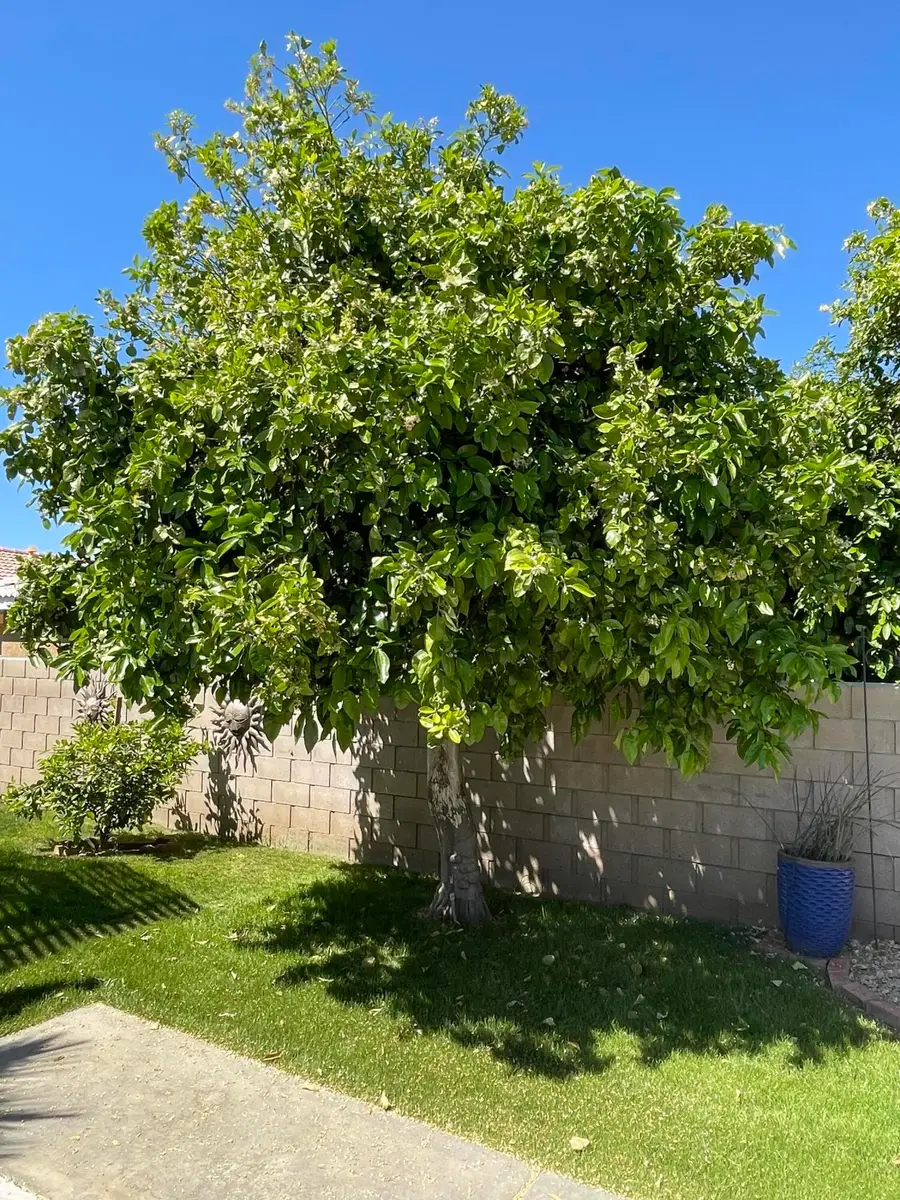 81620 Avenue 49 #209b, Indio, CA 92201 - #3