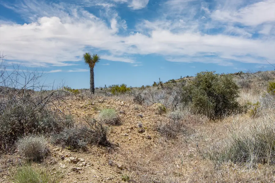 58365 Cereus Avenue, Yucca Valley, CA 92284 - #2