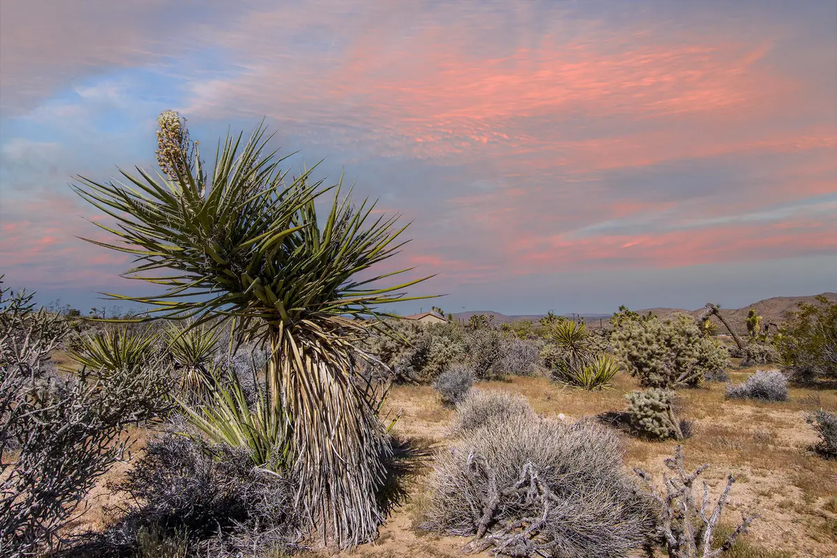 102 Saddleback Road, Joshua Tree, CA 92252 - #1