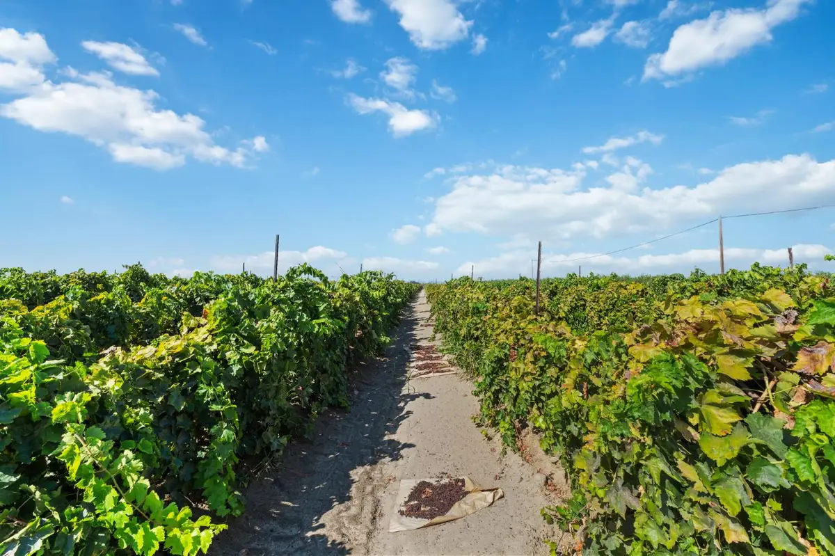 12623 S Mccall Avenue, Selma, CA 93662 - Image #1