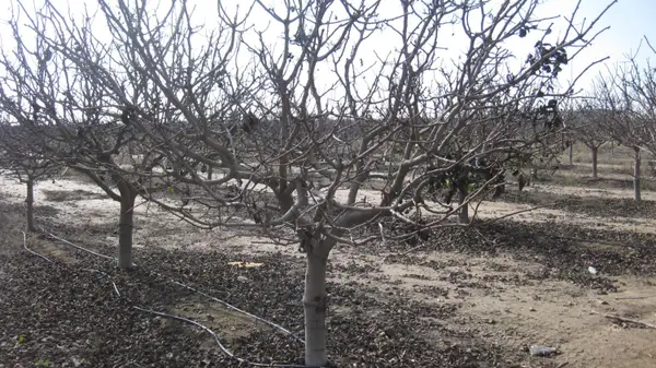 9999 E Ave 384, Dinuba, CA 93618