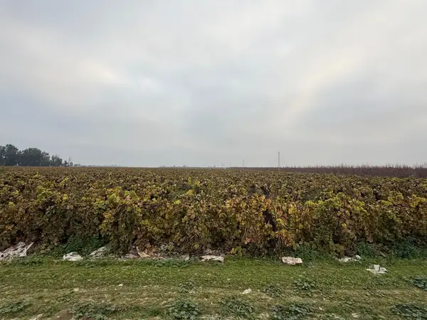 0 W Klepper Ave Avenue W, Caruthers, CA 93609