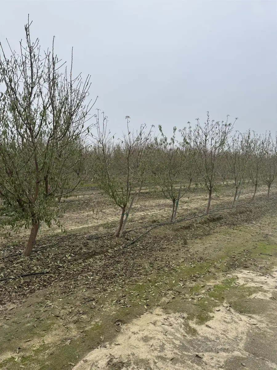 0 Avenue 12, Madera, CA 93637 - Image #2