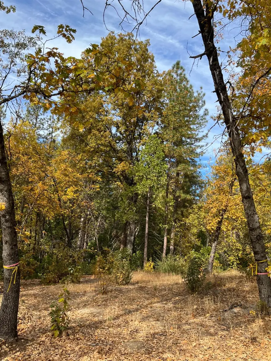 54692 Blue Gill #441, Bass Lake, CA 93604 - #2