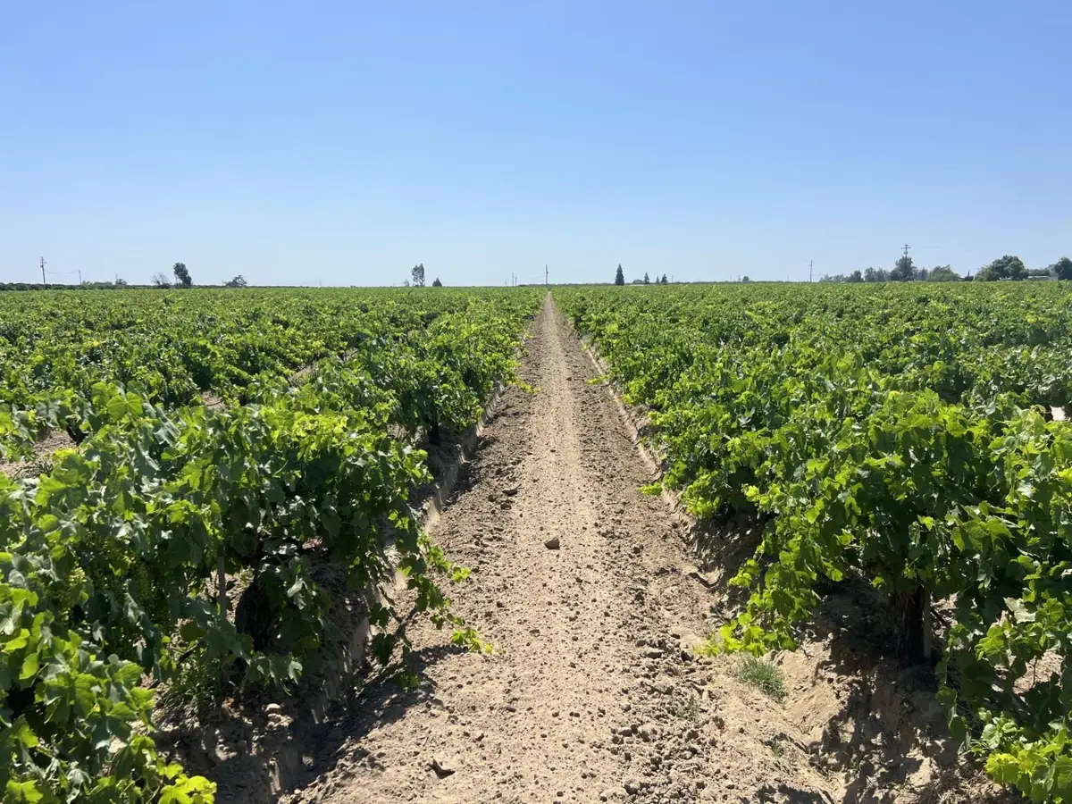 0 27.53 Acs., Selma, CA 93662 - #1