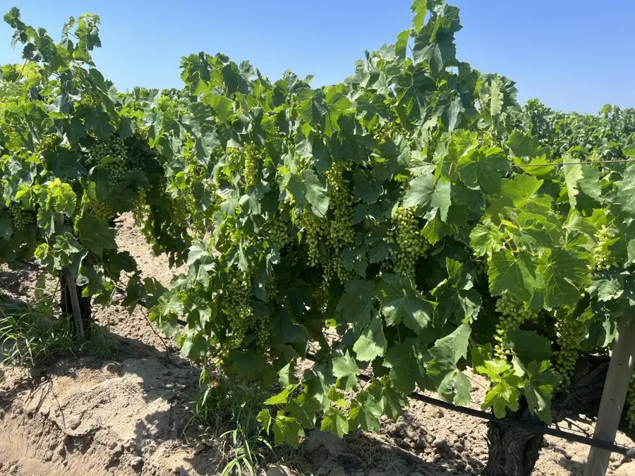 0 27.53 Acs., Selma, CA 93662 - #2