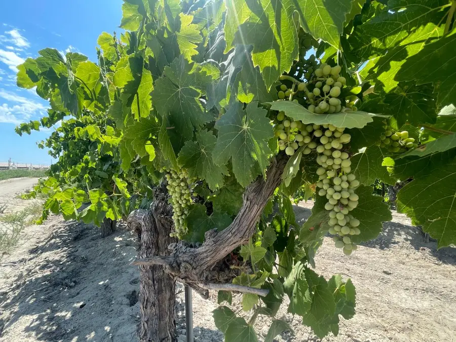 1 S Plumas Avenue, Kerman, CA 93630 - #2