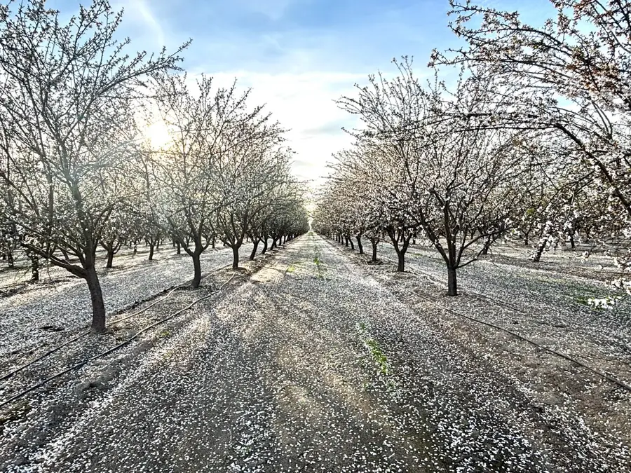 16722 Rd 18, Madera, CA 93637 - #2