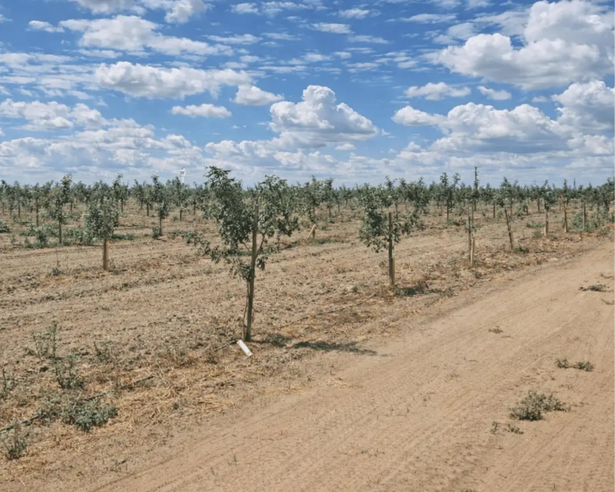 Address Withheld By Seller, Lemoore, CA 93245 - #1