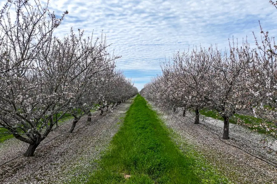 10847 E Belmont Avenue, Sanger, CA 93657 - #2