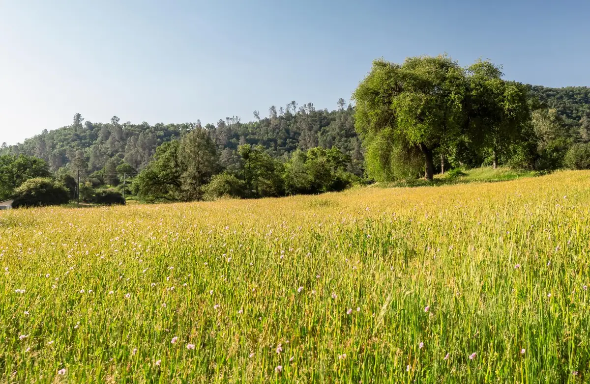 27719 Burrough Valley Road, Tollhouse, CA 93667 - #1