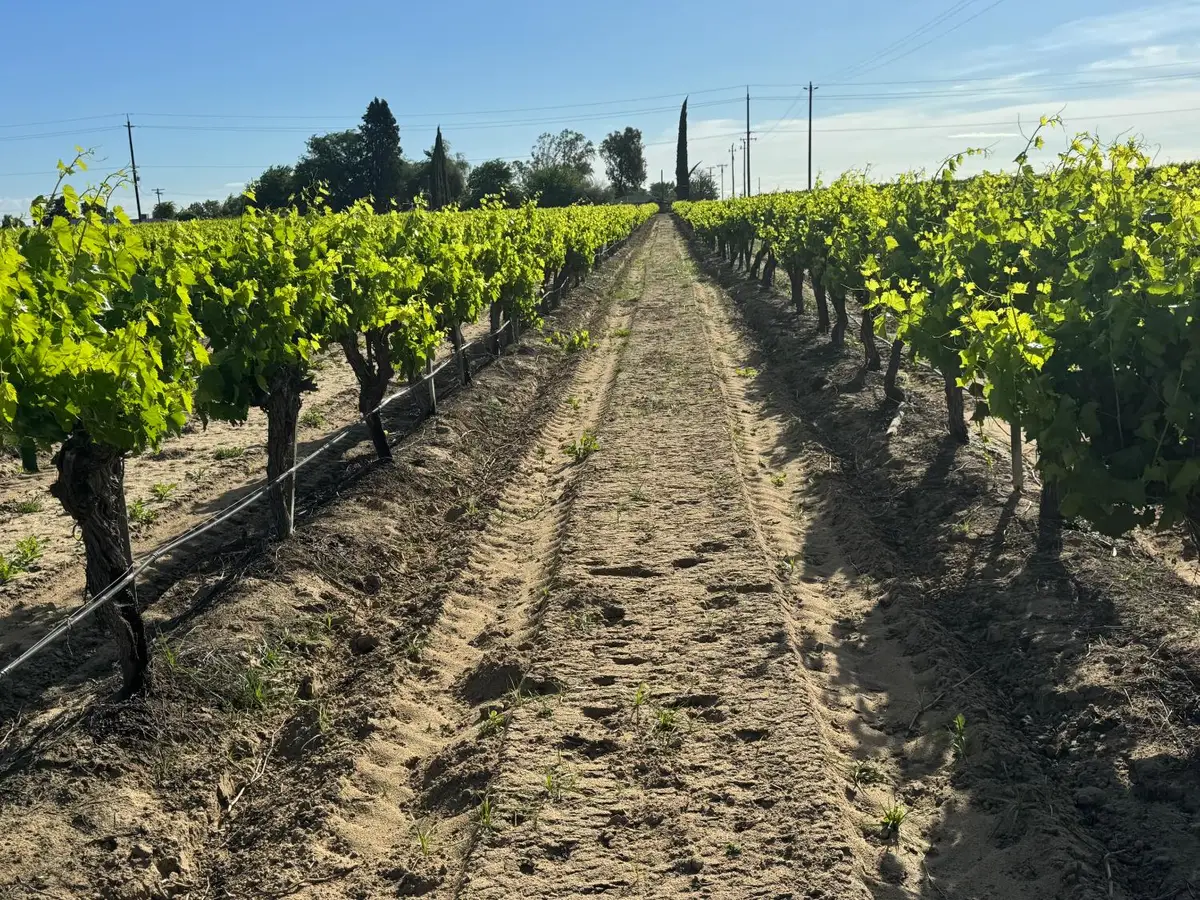 11325 S Cornelia Avenue, Caruthers Raisin City, CA 93609 - #1