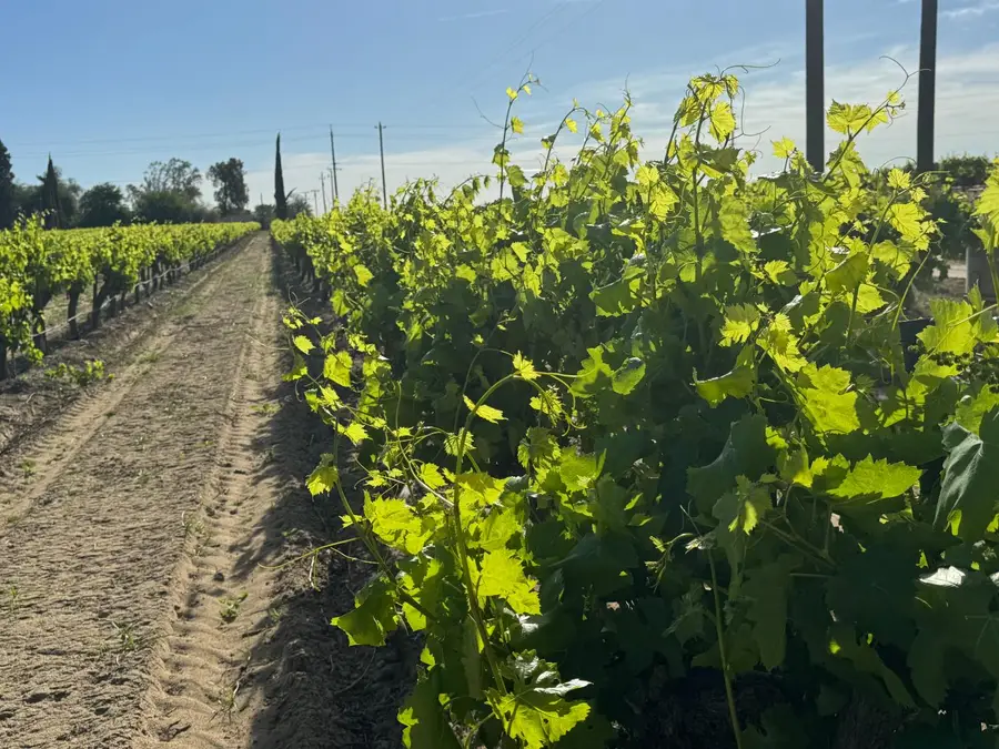 11325 S Cornelia Avenue, Caruthers Raisin City, CA 93609 - #2