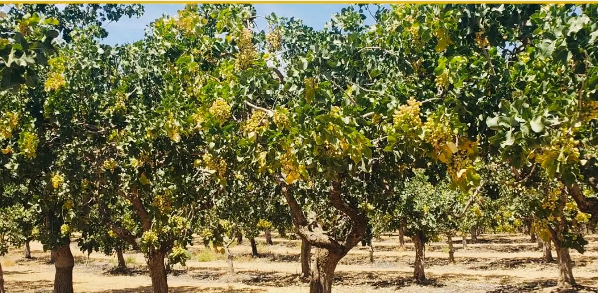 27 Road 27 Ave 20 1/2, Madera, CA 93638 - #1