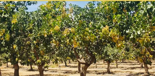 27 Road 27 Ave 20 1/2, Madera, CA 93638