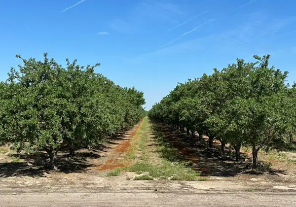 11841 S Hughes Avenue, Caruthers, CA 93609