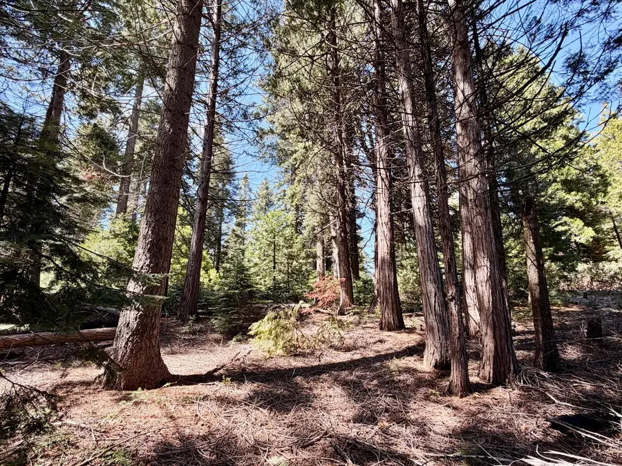 7631 Forest Drive, Fish Camp, CA 93623 - #3