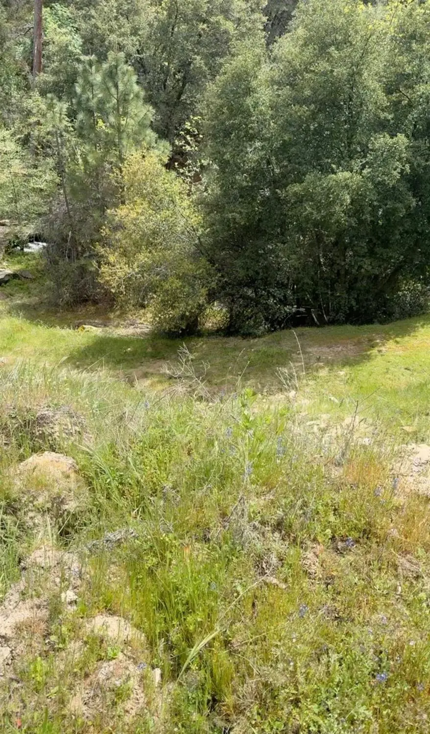 43929 Badger Hollow Trl, Oakhurst, CA 93644 - #1