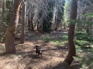 3 N Redtop Rd, Bass Lake, CA 93604 - #1