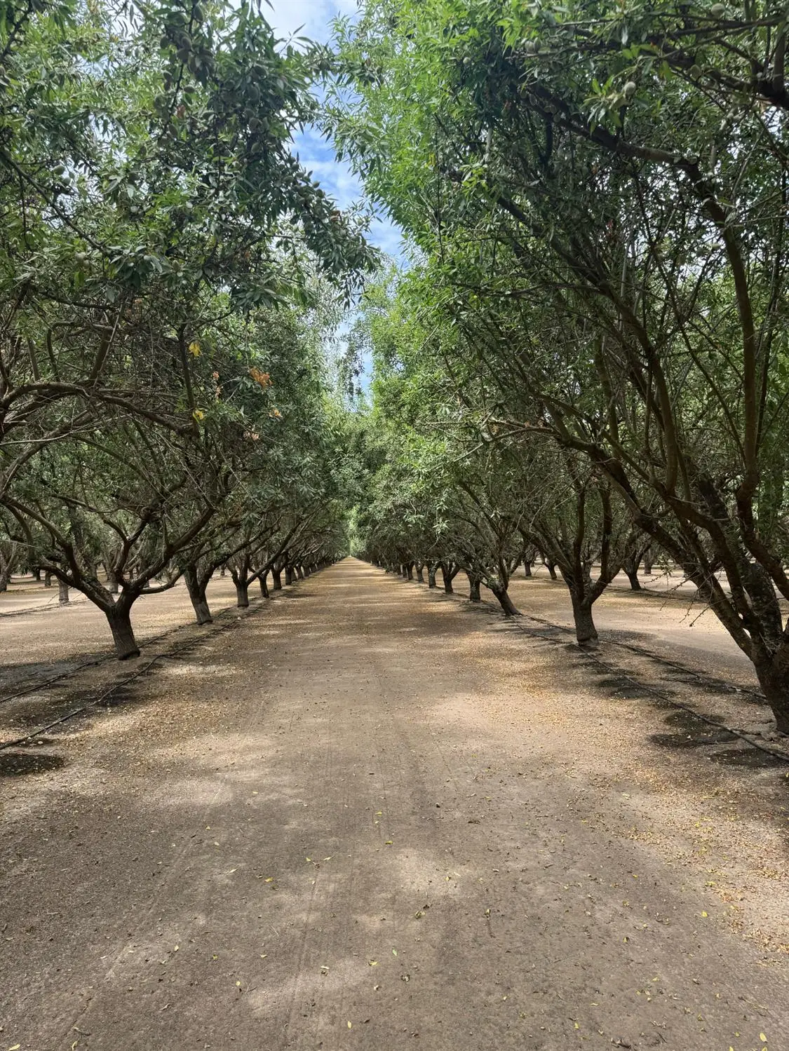 18700 Road 16, Chowchilla, CA 93610 - #1
