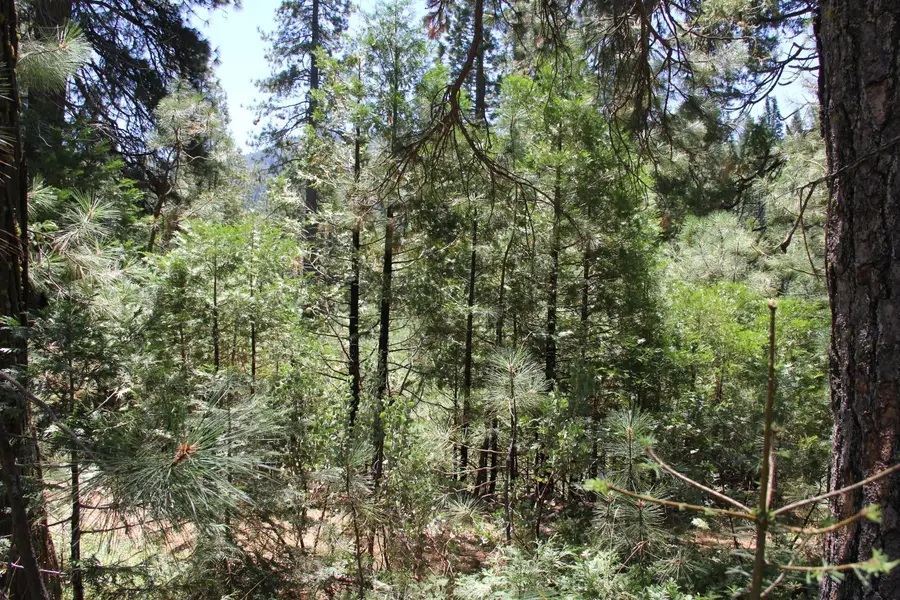 7214 Chowchilla Mtn Rd, Mariposa, CA 95338 - #3