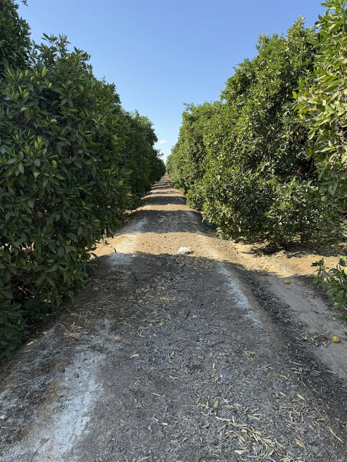 13331 E Belmont Avenue, Sanger, CA 93657 - #1