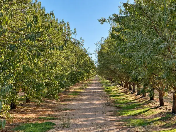 9701 Road 32, Madera, CA 93636