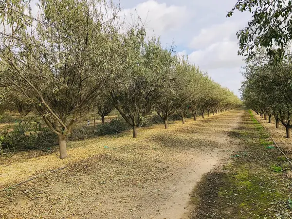 7639 7th Avenue, Hanford, CA 93230