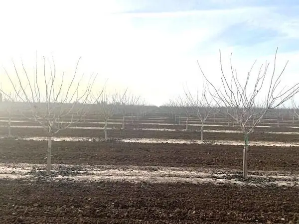 Avenue 204, Strathmore, CA 93267