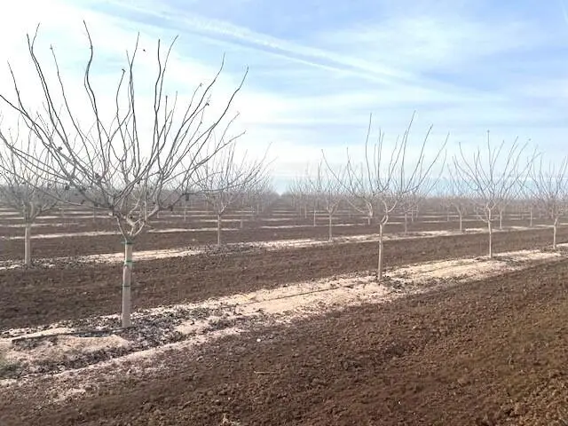 Avenue 204, Strathmore, CA 93267 - #2