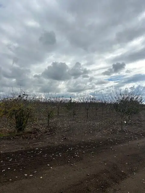 Ave 100, Terra Bella, CA 93270 - Image #2