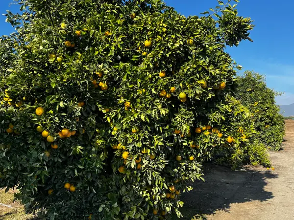 W Cajon Avenue, Woodlake, CA 93286