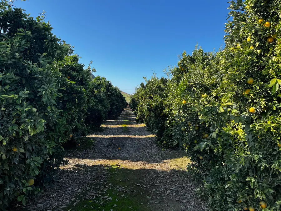 W Cajon Avenue, Woodlake, CA 93286 - Image #2