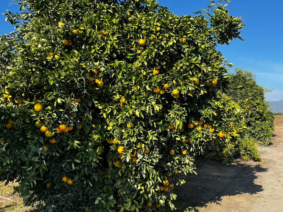 W Cajon Avenue, Visalia, CA 93292 - #1