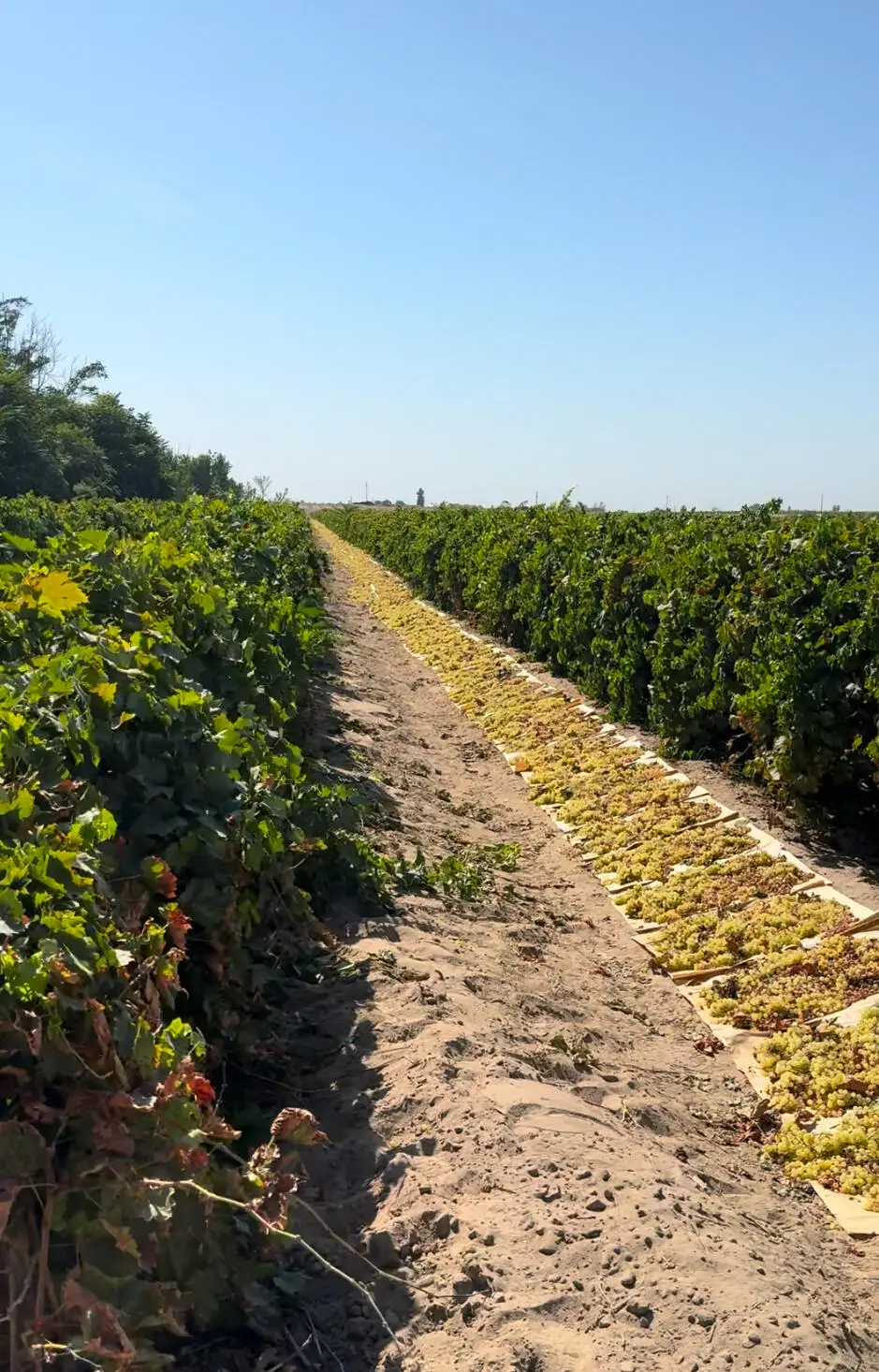 Rose Avenue Avenue, Selma, CA 93662 - Image #1