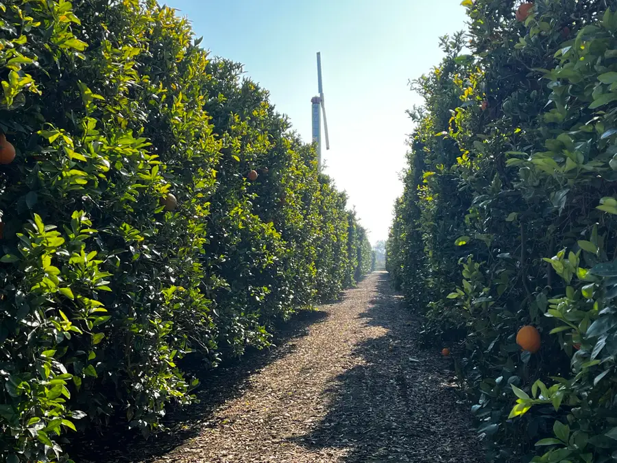 42554 N Rd 128, Orosi, CA 93647 - Image #3