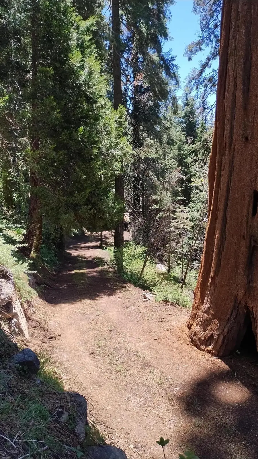 54706 Cedar Drive, Sequoia Crest, CA 93265 - #2