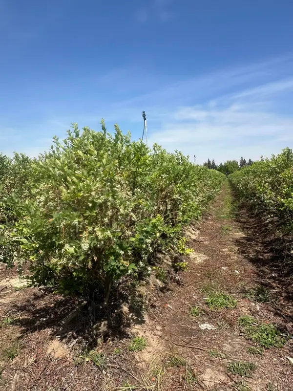 Mountain View Avenue, Kingsburg, CA 93631