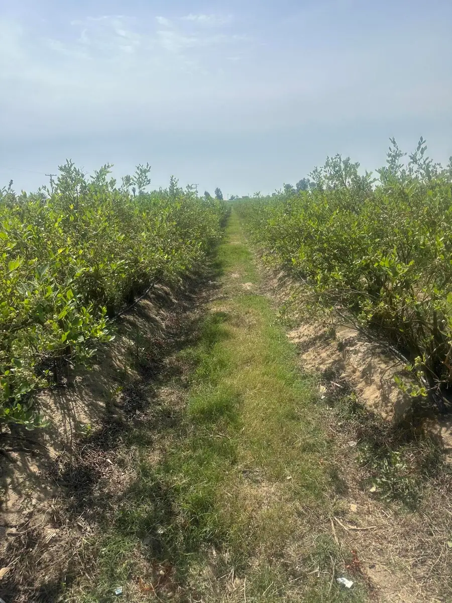 Mountain View Avenue, Kingsburg, CA 93631 - #2