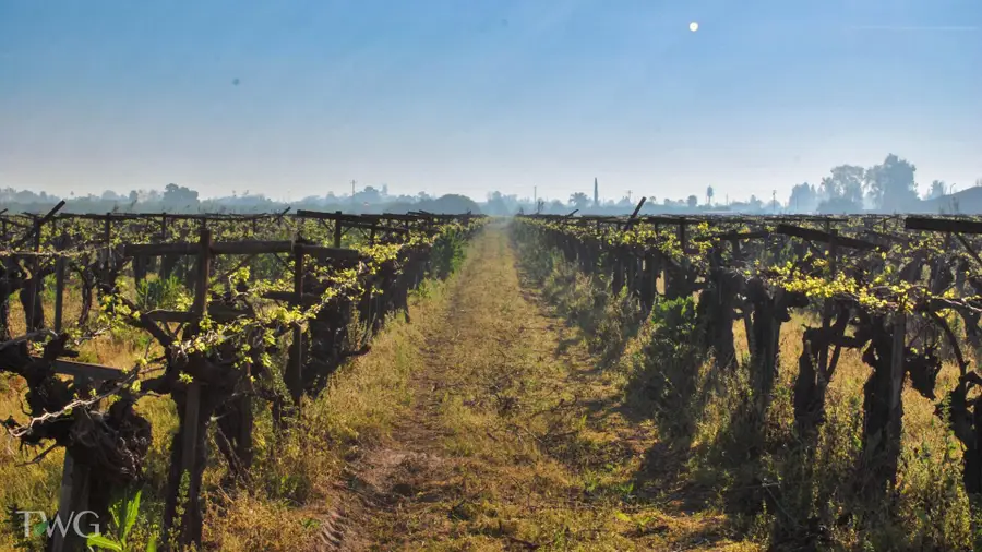 5250 E Adams Avenue, Fowler, CA 93625 - #2