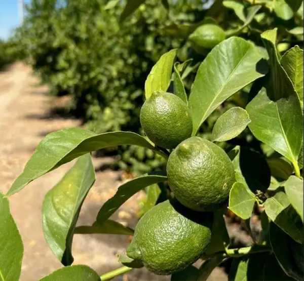 Highway 65 Citrus Ranch Highway, Ducor, CA 93218