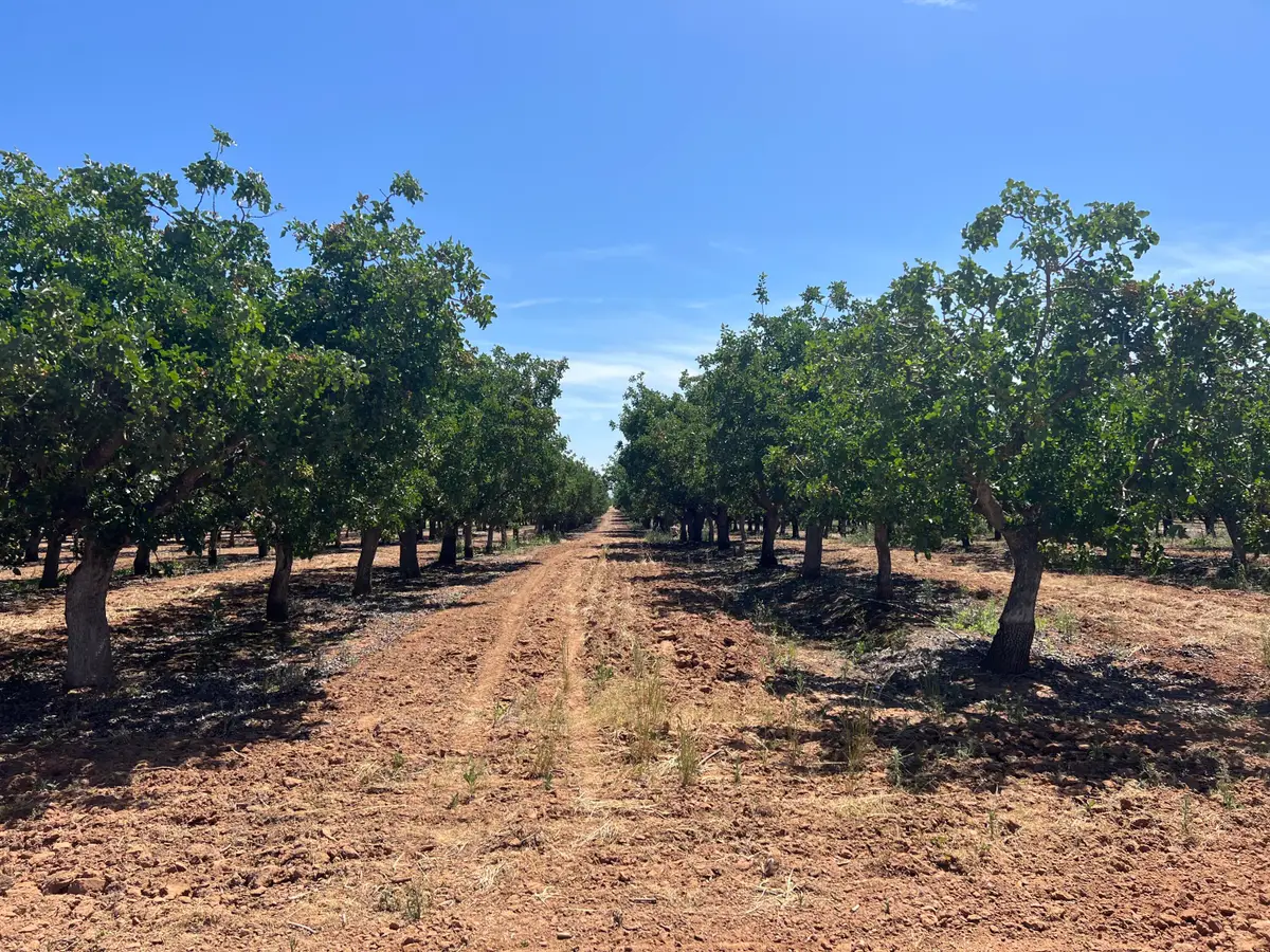 Avenue 20 1/2, Madera, CA 93638 - #1