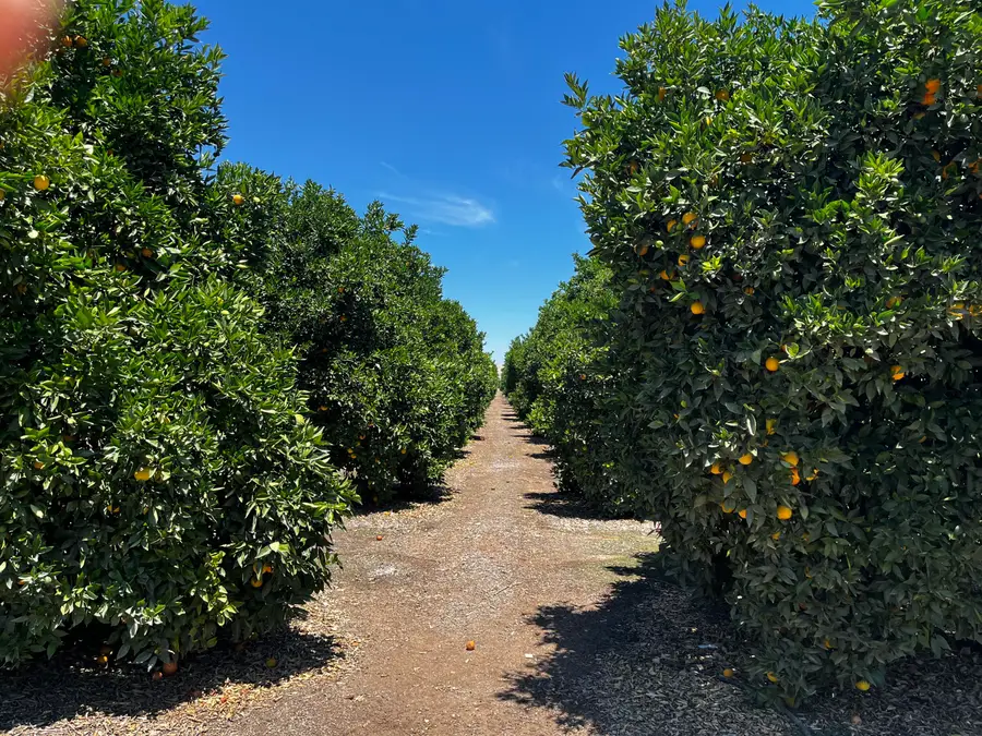 Road 164, Ivanhoe, CA 93235 - #2