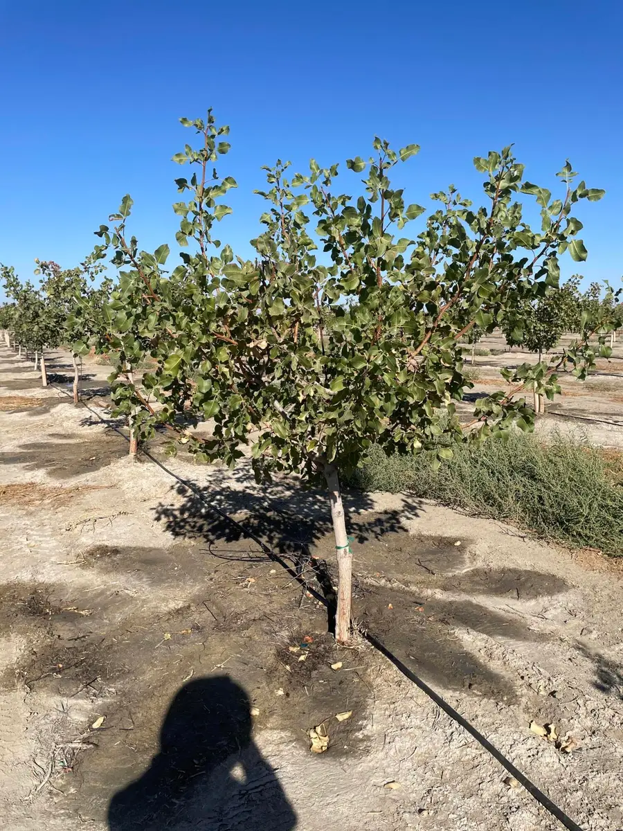 W Ave 24 Avenue W, Allensworth, CA 93219 - #2